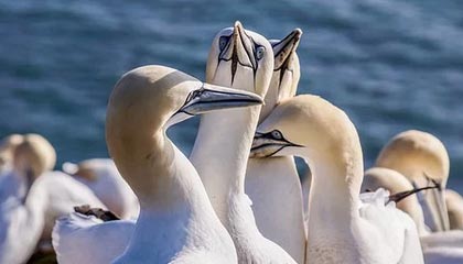 凯尔特人惨败快船，客场失利